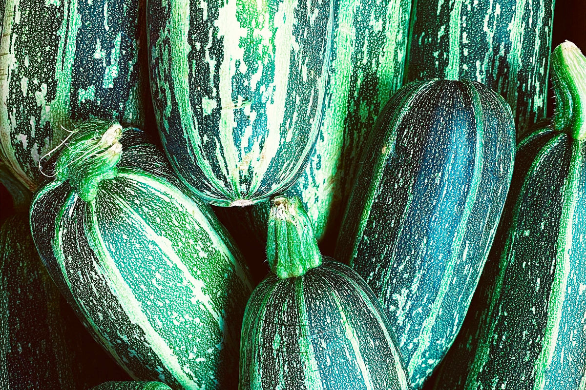 Got too Much Zucchini? 6 Ways to Put Your Bounty to Use
